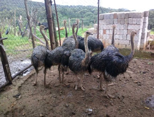 montar-criadero-de-avestruces